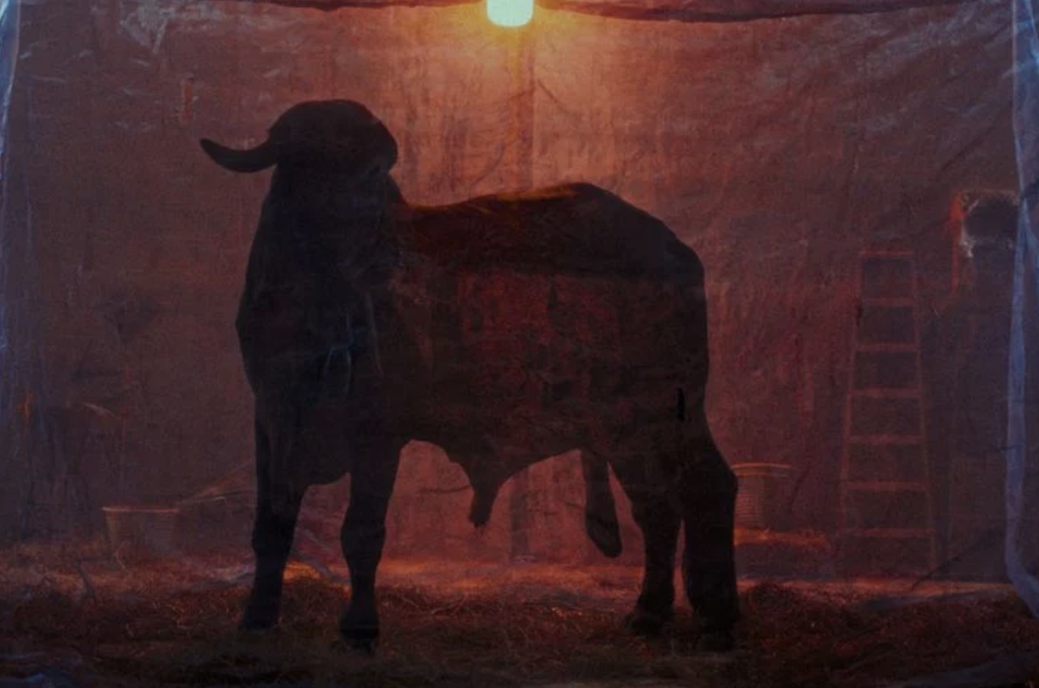 The Bovine Comedy